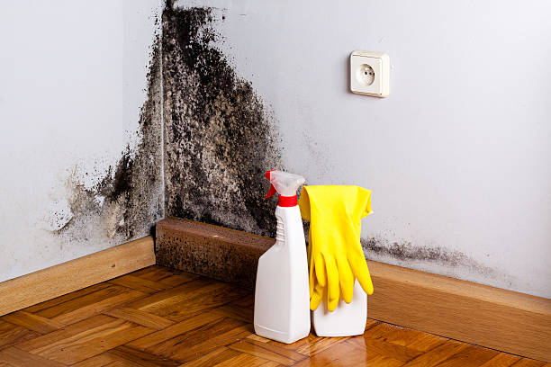 Mold Testing and Removal in Elizabeth, CO